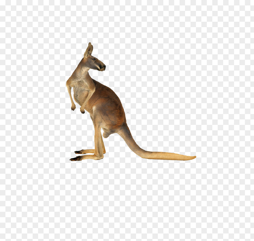 Kangaroo Red Australian-English, English-Australian PNG
