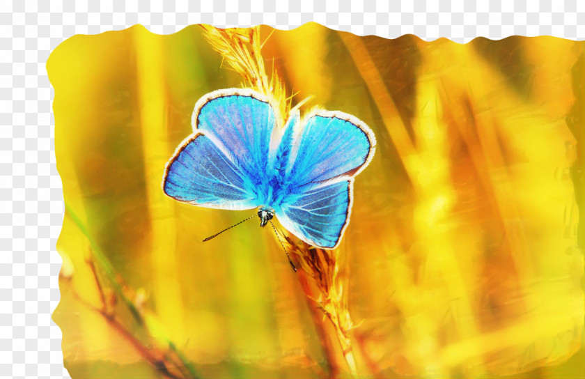 Love Unity Of Palm Harbor, FL Butterfly Getting Naked With Nate Image PNG