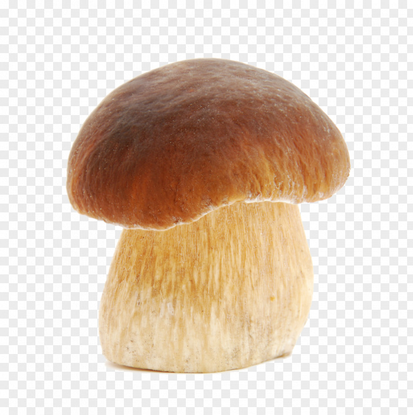 Mushroom Boletus Edulis Pinophilus Fungus Pileus PNG