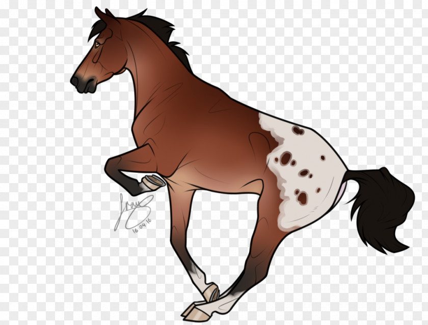 Mustang Mane Foal Stallion Pony PNG