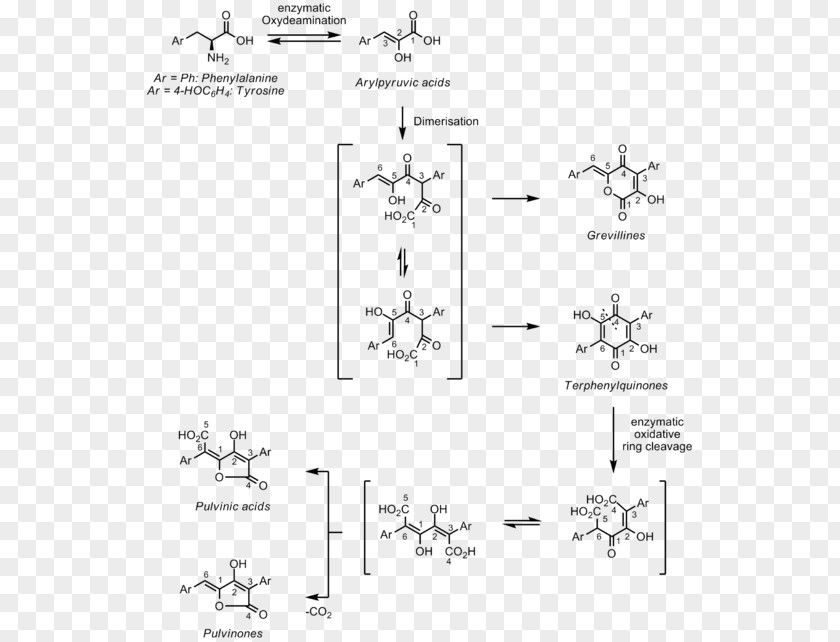 Pulvinone Phenylalanine Aromatic Amino Acid PNG