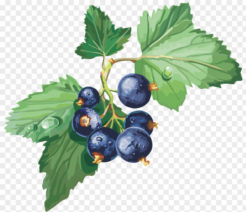 Blueberries Blackcurrant Gooseberry Redcurrant Jostaberry Clip Art PNG