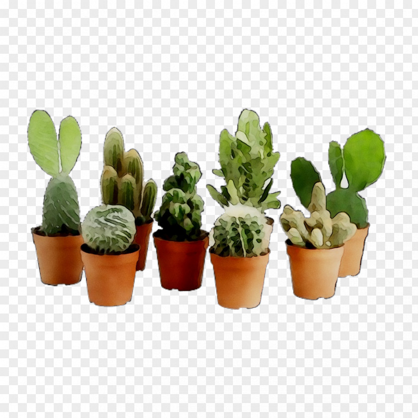 Cactus Houseplant Succulent Plant Plants Flowerpot PNG