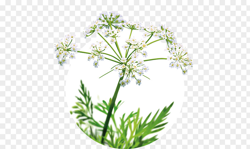 Cow Parsley Caraway Iberogast Sweet Cicely Plant PNG
