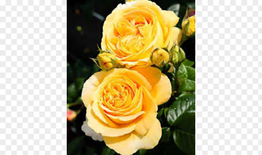 Crepe Myrtle Floribunda Garden Roses Cabbage Rose Austrian Briar Memorial PNG