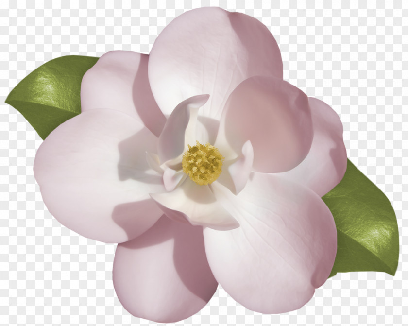 Flower Cape Jasmine Digital Image Arabian Clip Art PNG