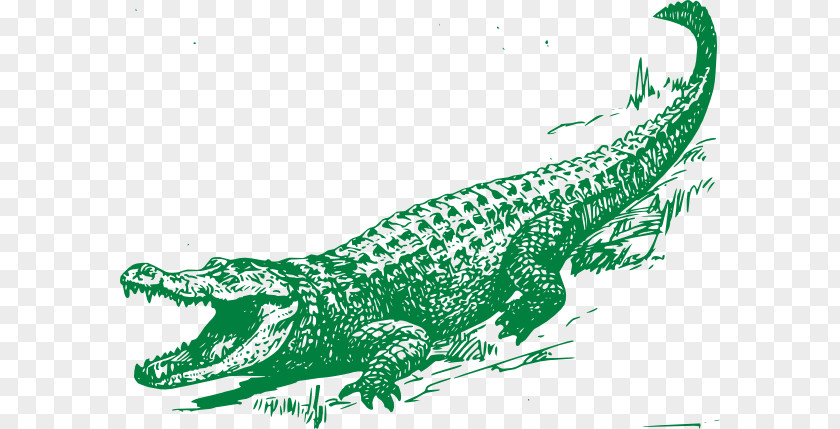 Green Alligator Cliparts Crocodile Drawing Clip Art PNG