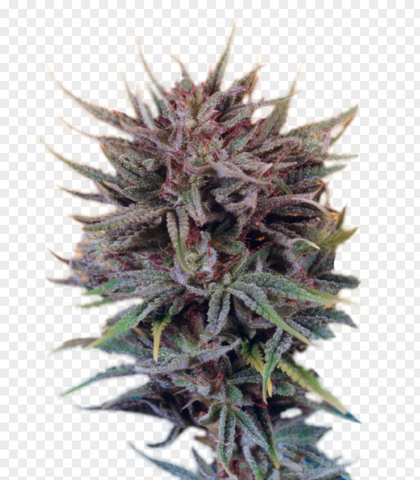 Skunk Cannabis White Widow Seed Marijuana PNG