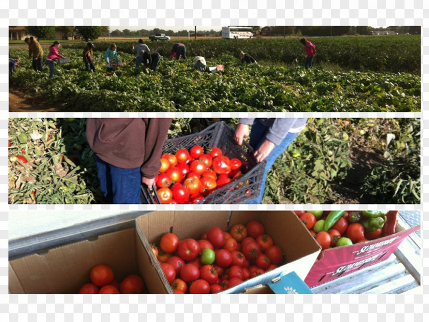 Tomato Agriculture Farm Food PNG