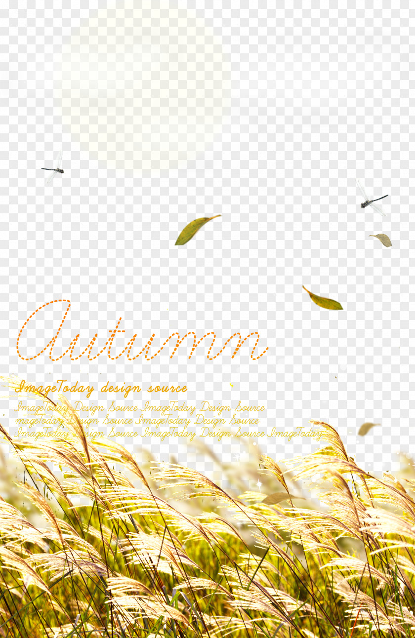Autumn Reed Beautiful Background Material Download Wallpaper PNG