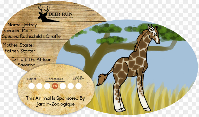 Giraffe Horse Mammal Wildlife Terrestrial Animal PNG