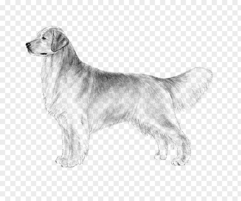 Golden Retriever The Labrador Puppy Dog Breed PNG