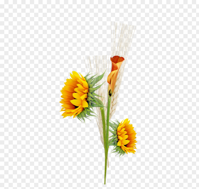 Hand Painted Wheat Common Sunflower PhotoScape Photography Clip Art PNG