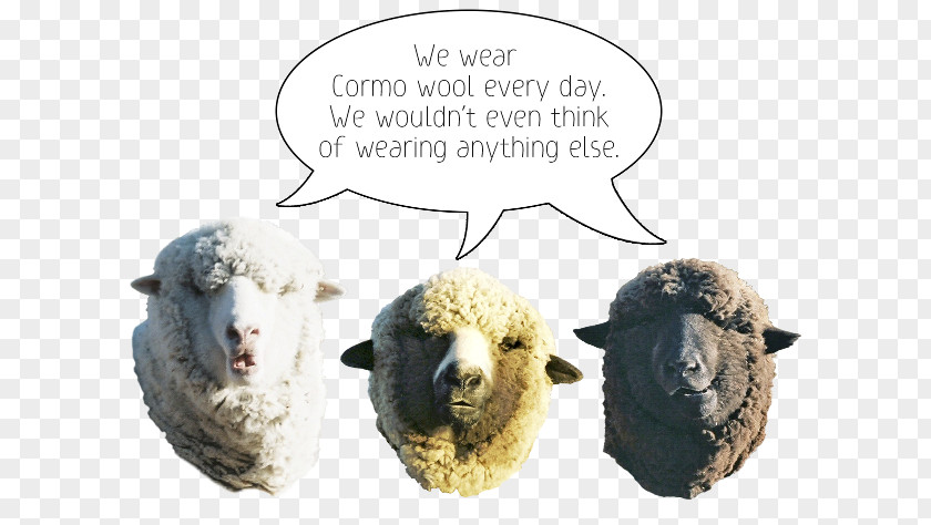 Woolen Socks Cormo Wool Sheep Clothing Montana PNG