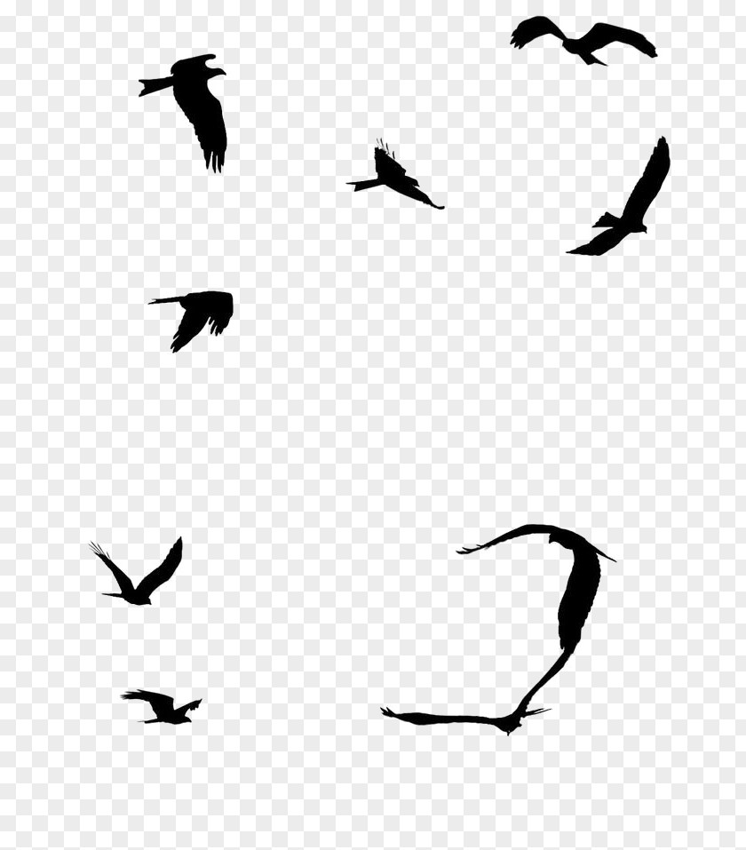 Bird Seabird Sparrow Gulls Flight PNG