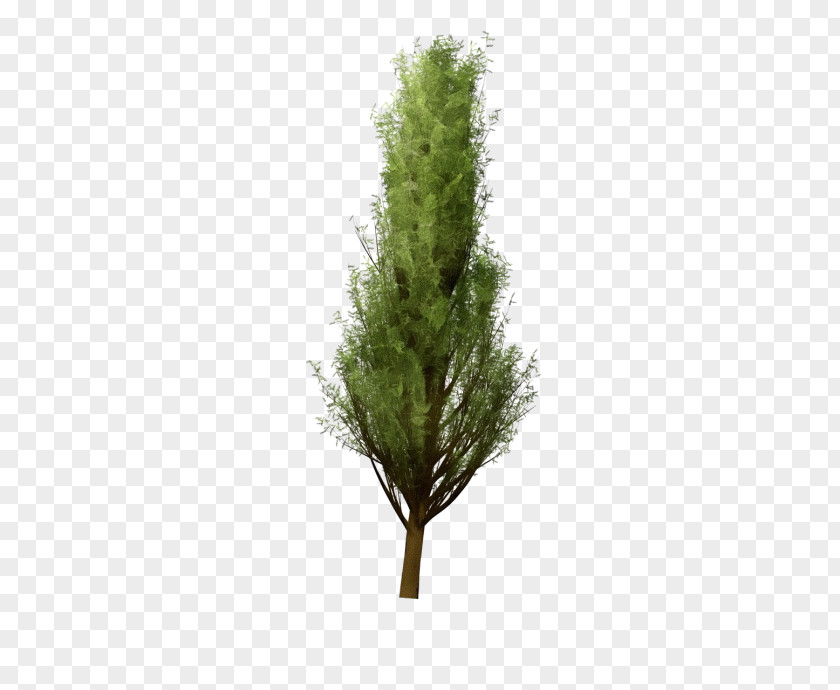 Woody Plant Thuya White Pine Tree Lodgepole Red Juniper PNG