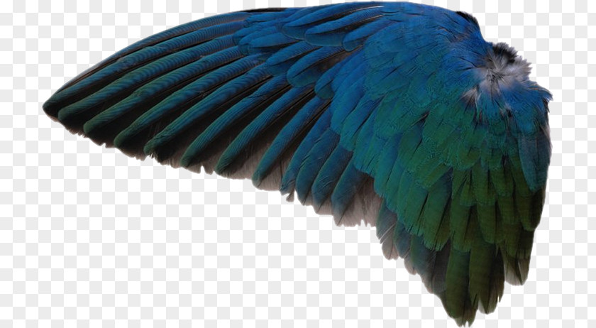 As ASAS. Grátis Go Facts Animals Birds Wing Macaw Feather PNG