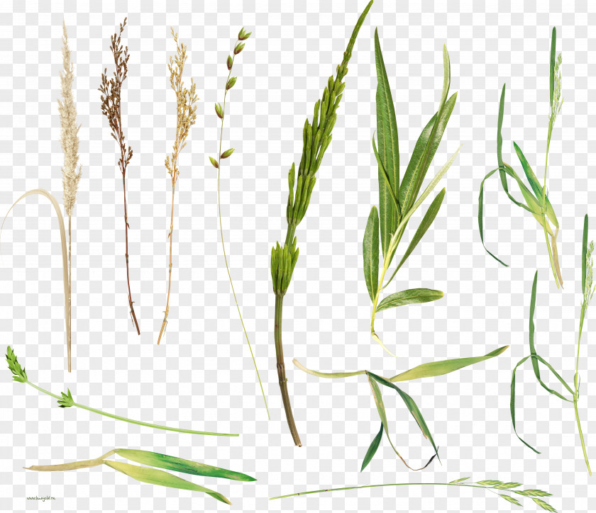 Fresh Grass Herbaceous Plant Herbalism Stem PNG