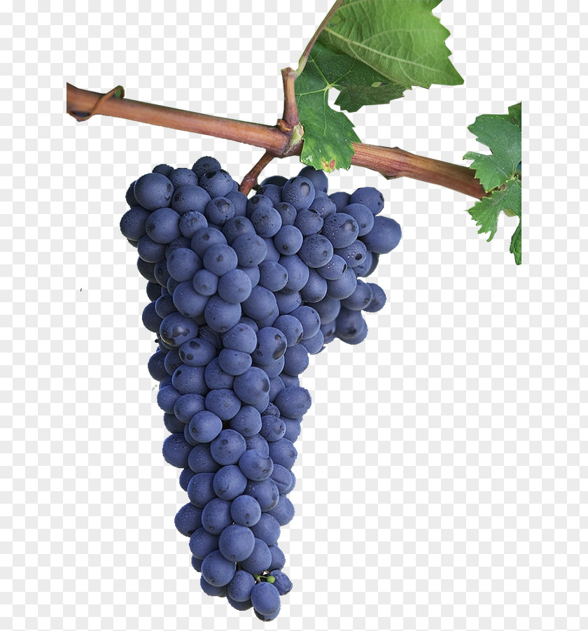 Grape Friuli Red Wine Refosco Dal Peduncolo Rosso PNG