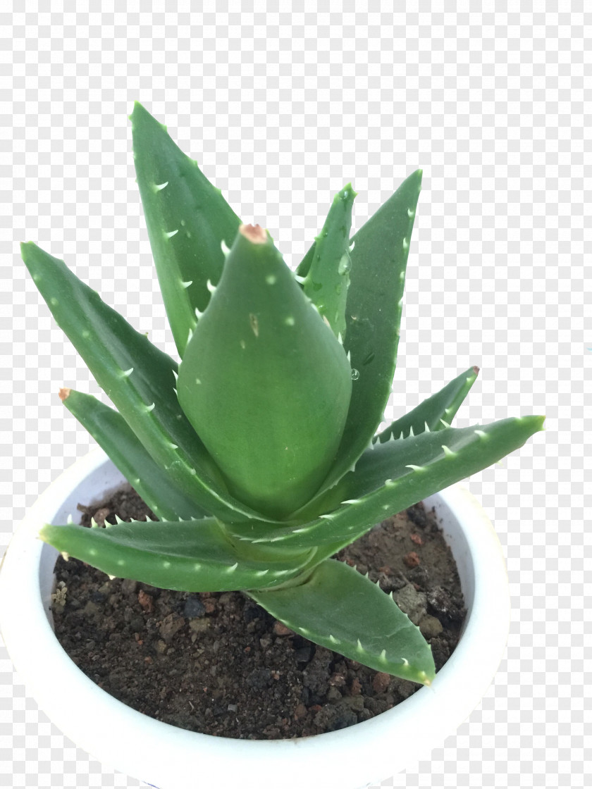Green Planted Aloe Vera Houseplant Viridiplantae PNG