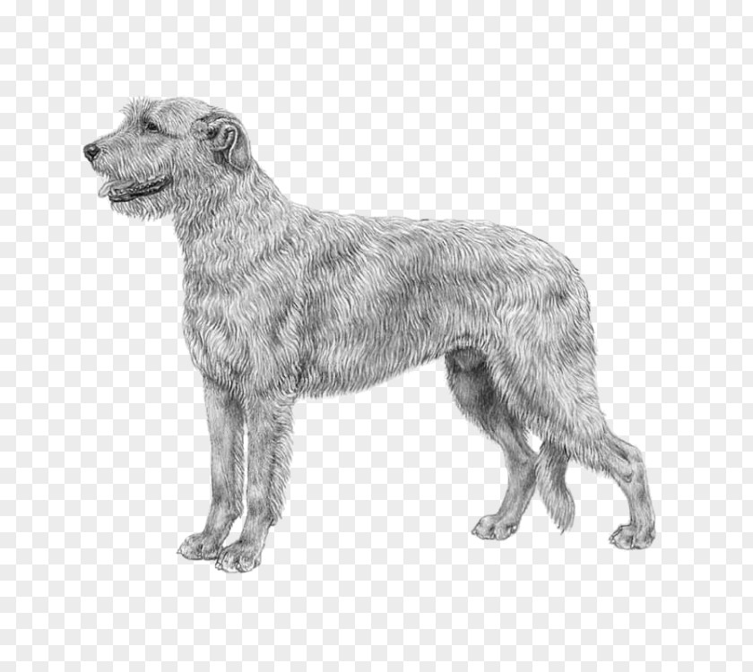 Irish Wolfhound Borzoi Saluki Greyhound Great Dane PNG