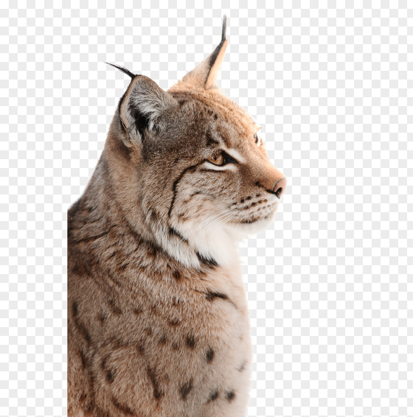 Lynx Wild- Und Freizeitpark Ostrittrum Wildcat Whiskers Photography PNG