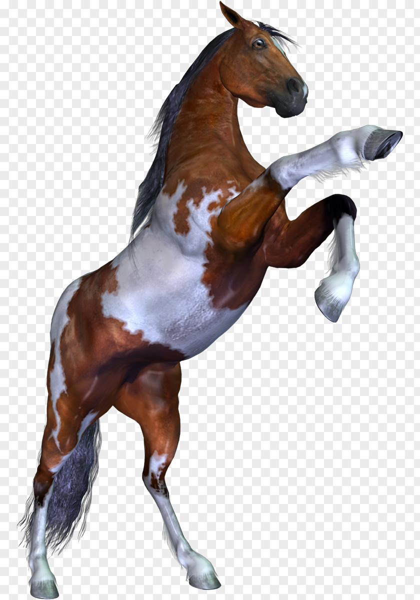 Mustang Stallion Pack Animal Pony PNG