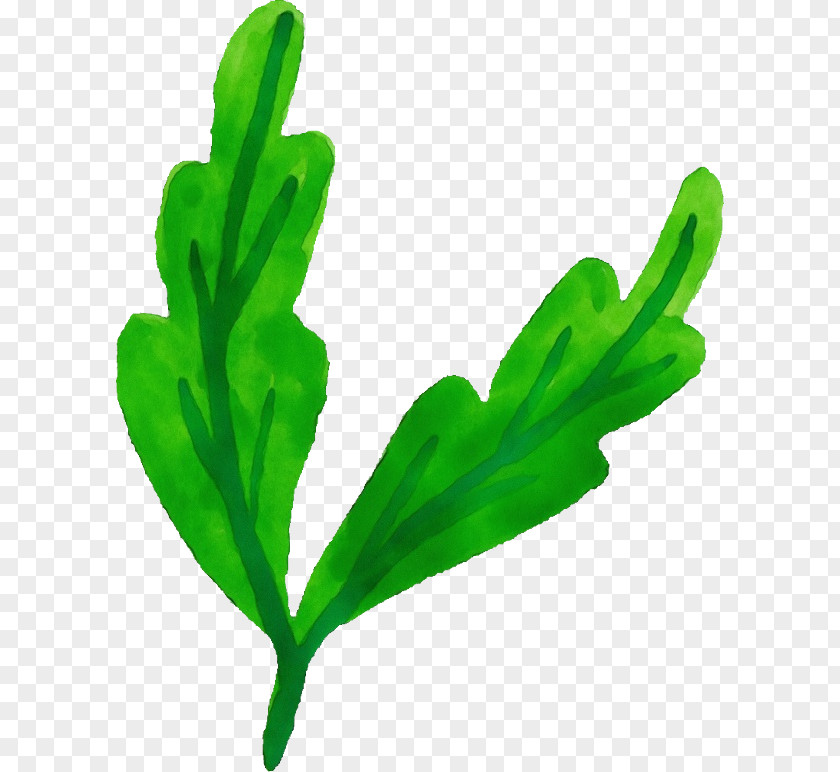 Arugula Grass Green Leaf Watercolor PNG