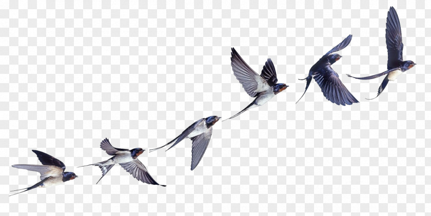 Bird Flight Barn Swallow Tattoo Welcome PNG