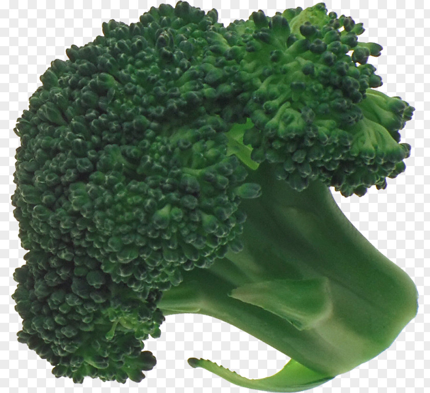 Broccoli Vegetable Graphics Software PNG