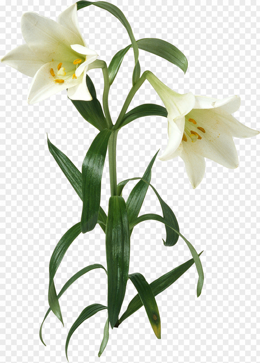 Callalily Lilium Flower PNG