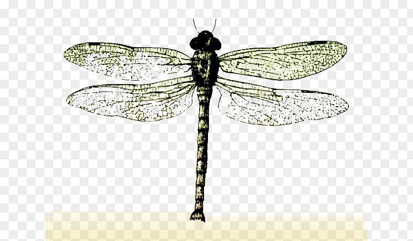 Dragonfly Specimens Insect Butterfly Bee PNG