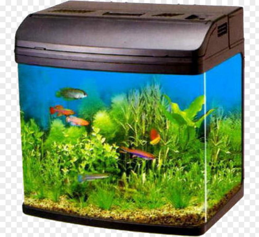 Fish Tank Moscow Aquarium Filter Pet Shop Liter PNG