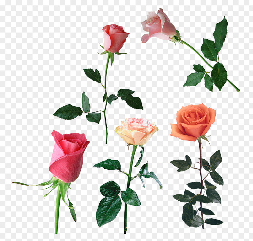 Flower Garden Roses Centifolia Floribunda Clip Art PNG