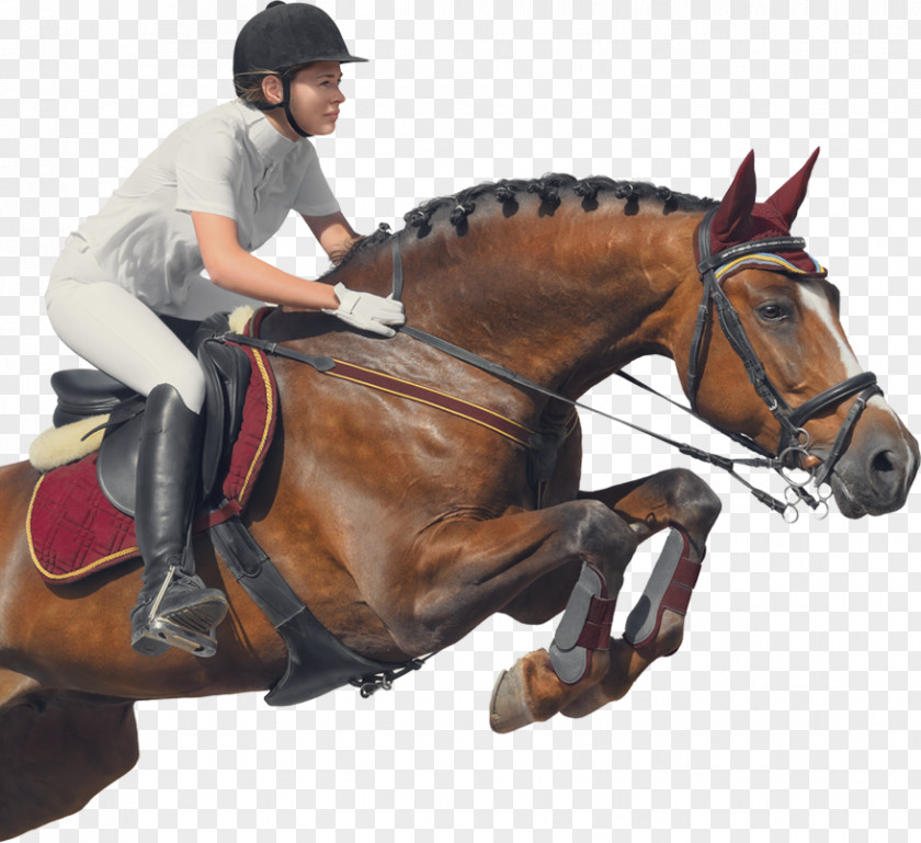 Horse Equestrian Show Jumping Royalty-free PNG