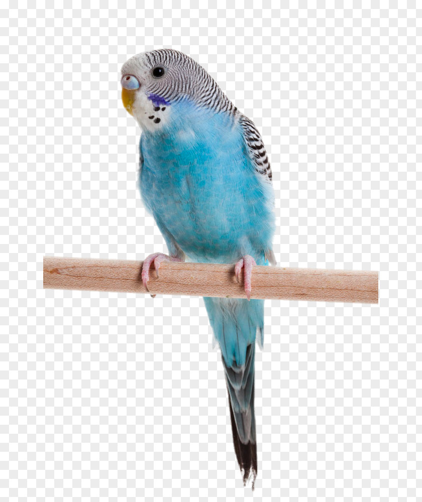 Parrot Standing On Tree Trunk Budgerigar Lovebird Cockatiel PNG