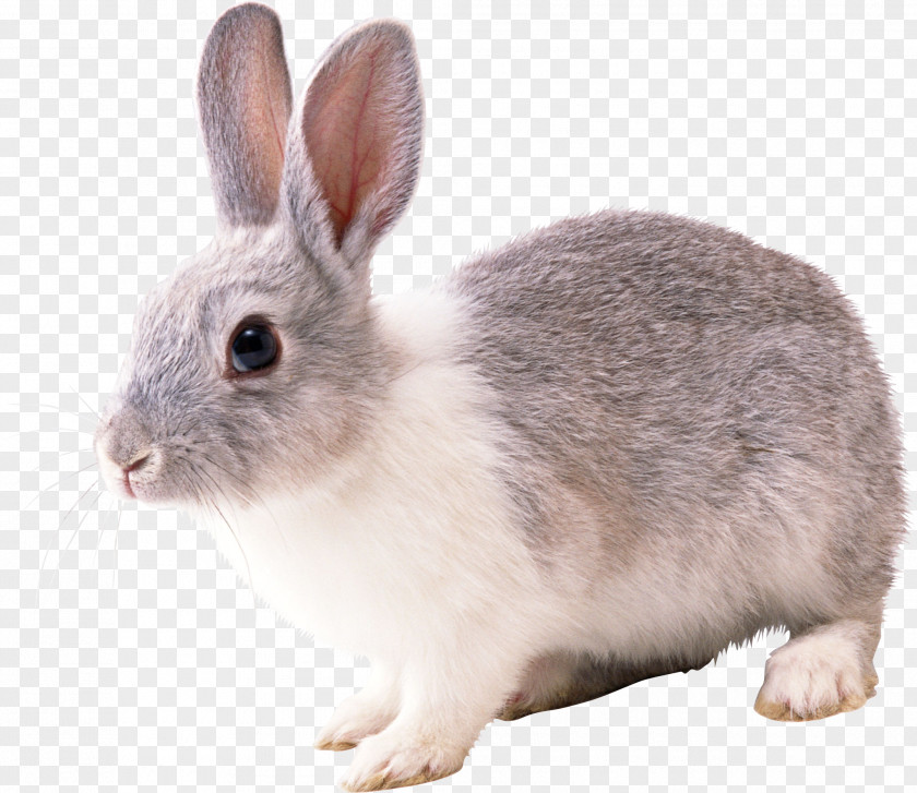 Rabbit Image French Lop Cottontail European PNG