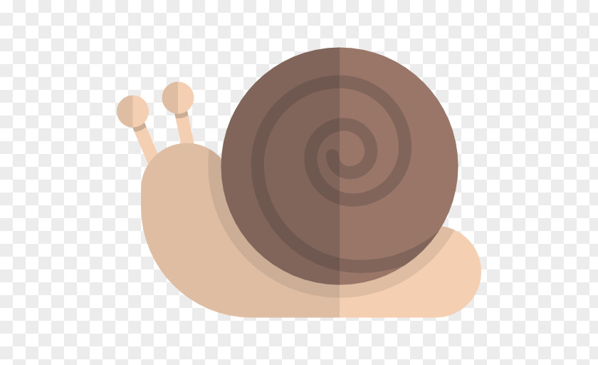A Small Snail Orthogastropoda PNG
