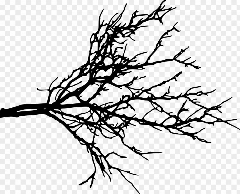 Branch Tree Blanket Twig PNG