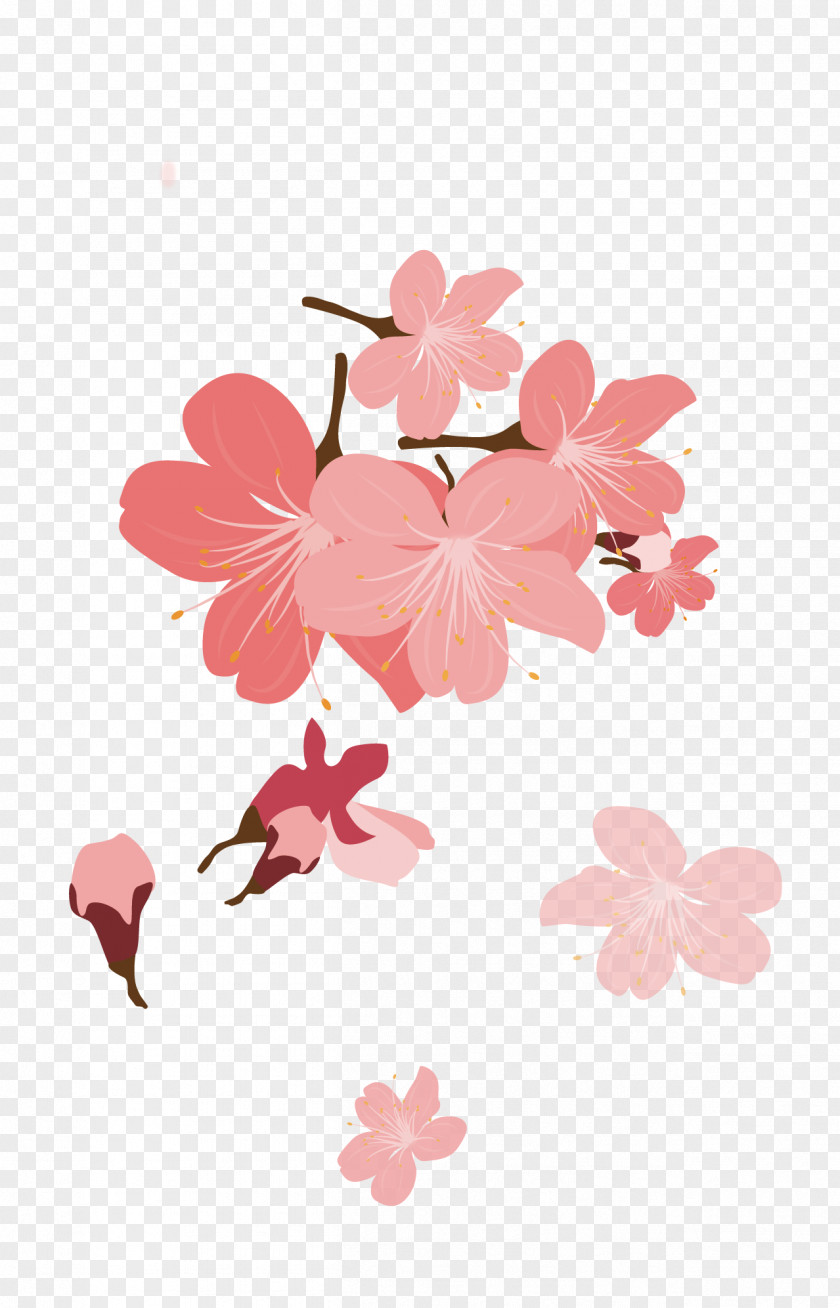 Cherry Petals Blossom Petal Cerasus PNG