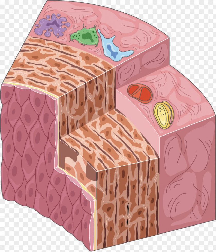 Coronary Artery Anatomy Servier Medical Flickr Laboratoires Medicine PNG