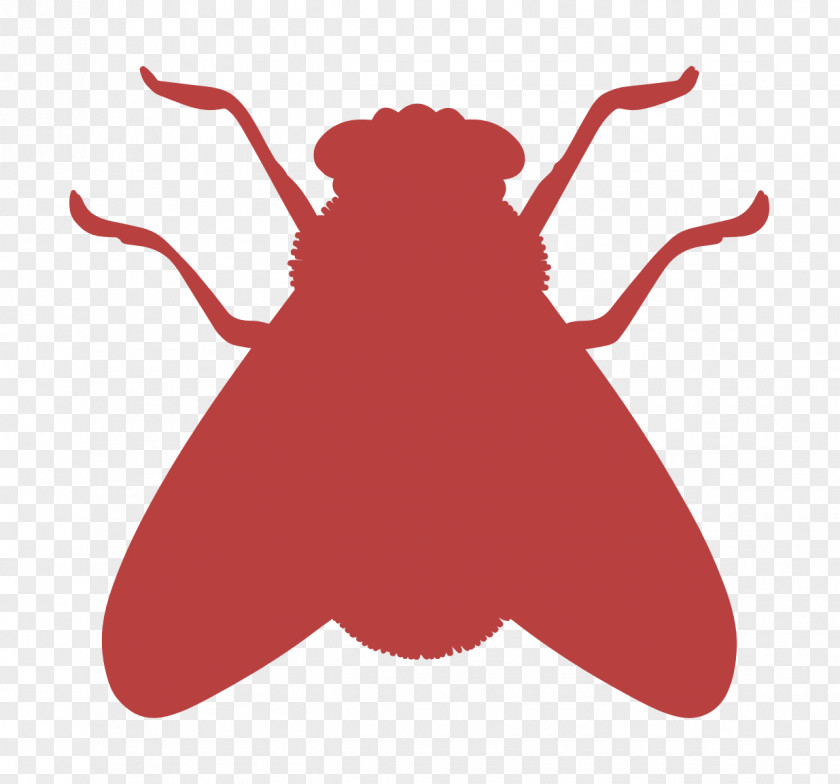 Fly Shape Icon Animal Kingdom Animals PNG