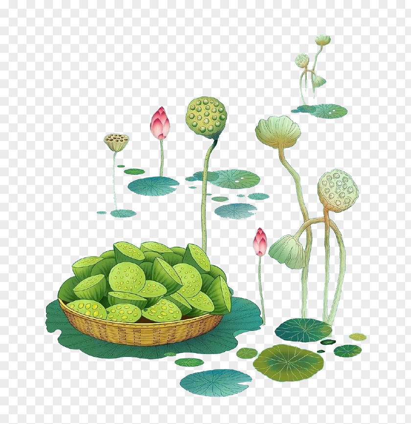 Lotus Seeds Nelumbo Nucifera Seed Illustration PNG