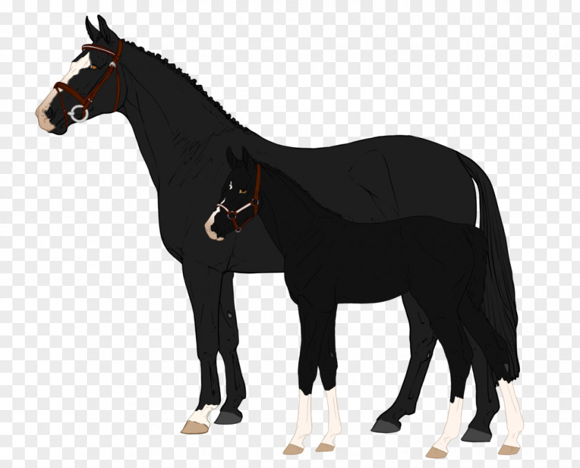 Mustang Pony Arabian Horse Foal Stallion PNG