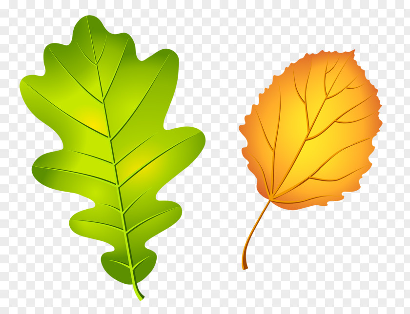 Autumn Leaves Oak Leaf Cluster Acorn Tree PNG