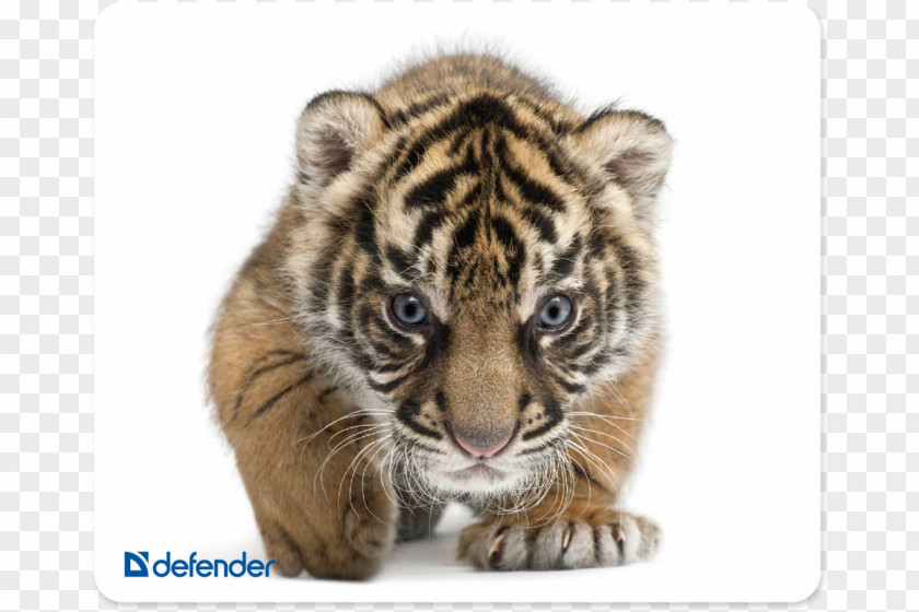 China Tiger Jaguar Baby Tigers Wildlife South Siberian PNG