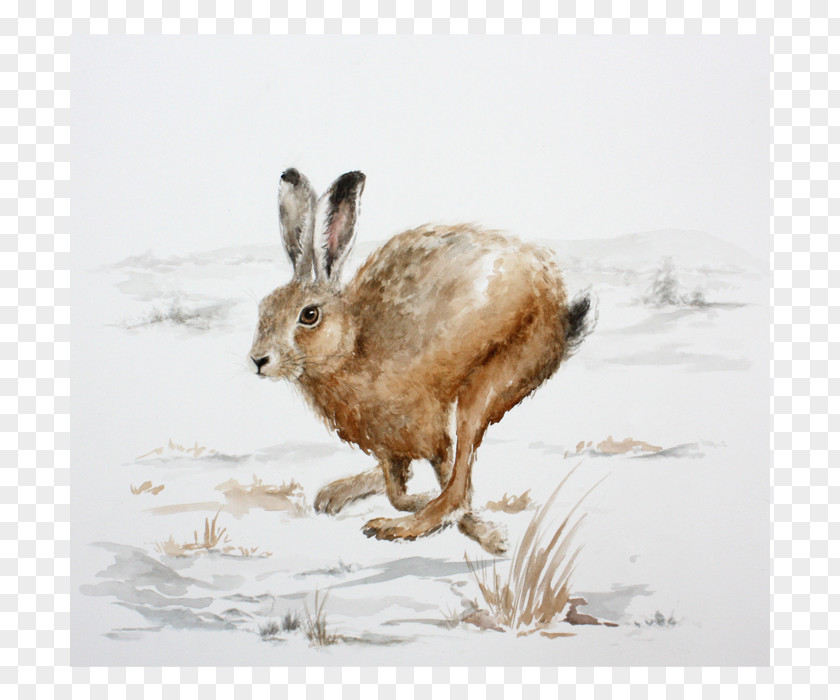Countryside Domestic Rabbit Paper Screen Printing Hare PNG