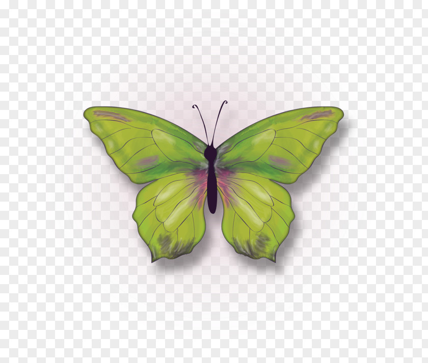 Individual Branding Clouded Yellows Brush-footed Butterflies Butterfly Moth Pieridae PNG