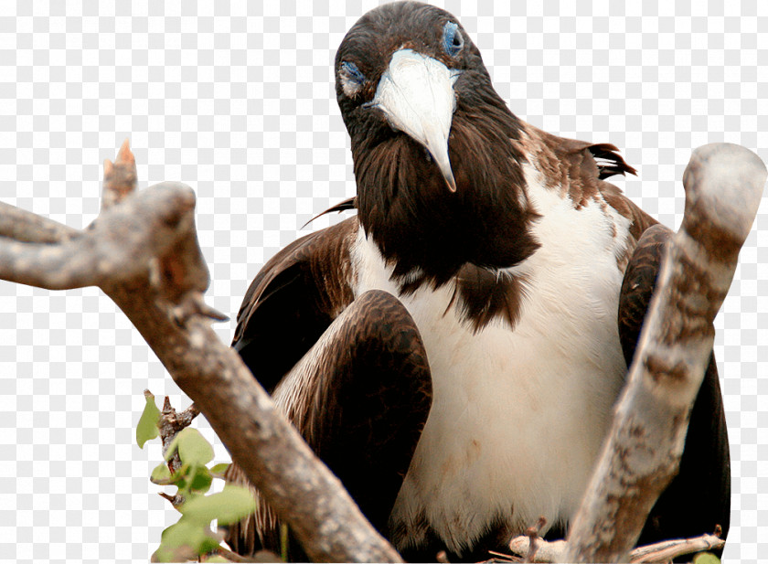Birds House Beak PNG