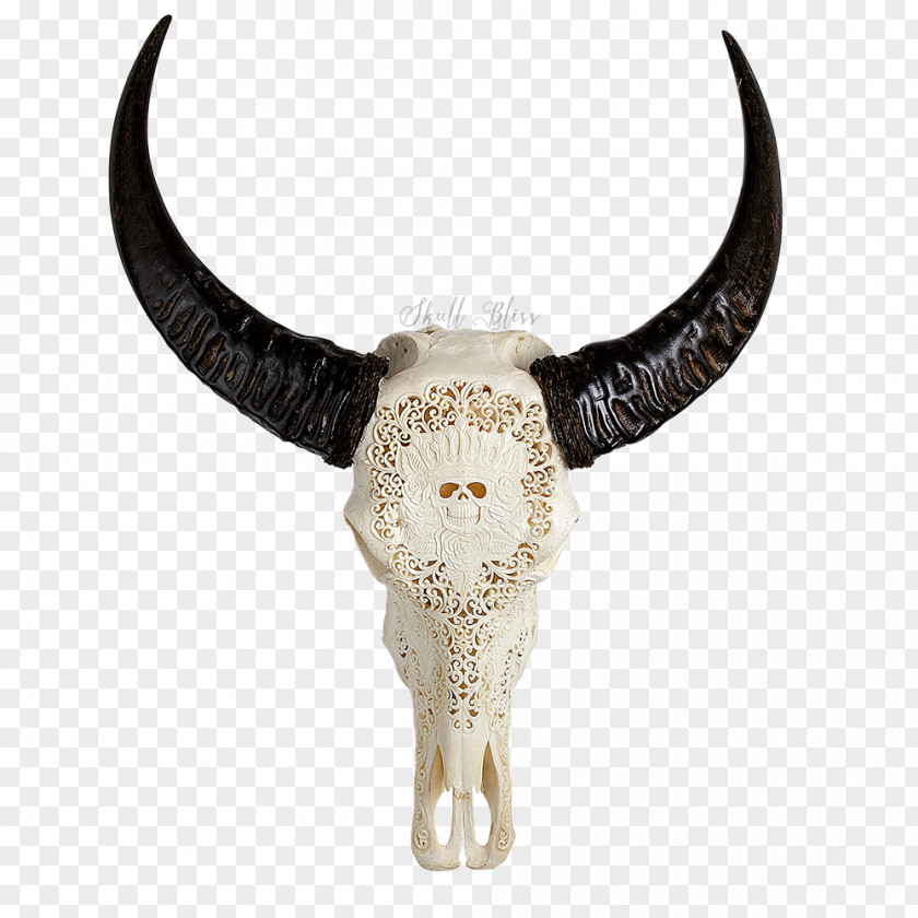 Skull Water Buffalo Horn Bubalina Cattle PNG